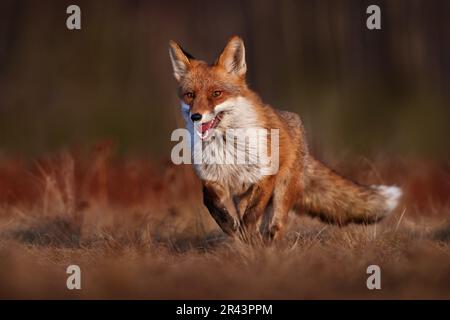 Fauna selvatica - la volpe corrono sul prato verde arancione autunno. Carino volpe rossa, Vulpes vulpes nella foresta autunnale. Bellissimo animale in habitat naturale. Fauna selvatica scena da Foto Stock