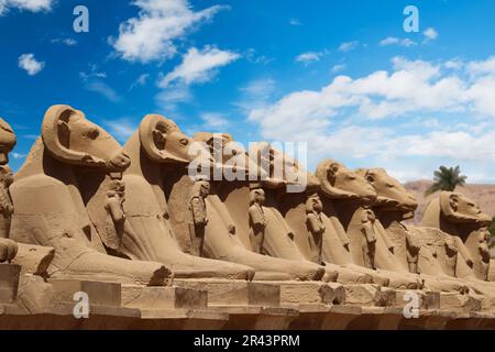 Viale di Sphinxes (statue a testa di ariete) al tempio di Karnak, Luxor, Egitto Foto Stock