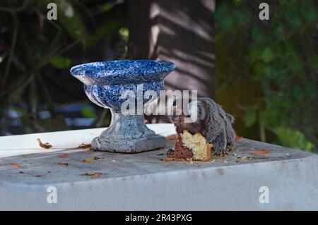 Marmoset comune (Callithrix jacchus), scimmie, scimmie clawed, primati, mammiferi, Animali, Marmoset comune mangiare pane su un tavolo, Rio de Janeiro Foto Stock