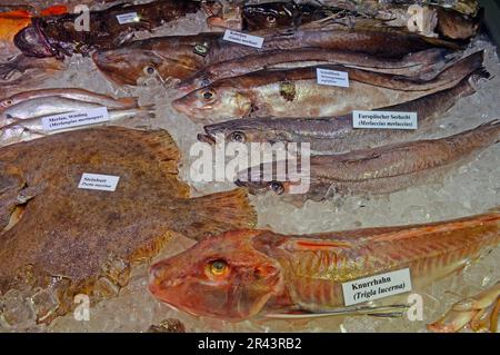 Vari pesci alimentari europei, nasello, rana pescatrice, merluzzo bianco, merlano, gurnard, rombo chiodato, eglefino Foto Stock