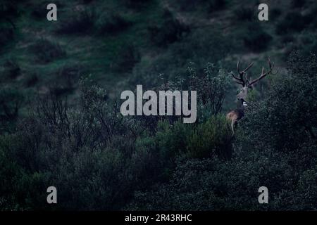 Cervo con uccello magpie in ritorno dalla Spagna nella Sierra de Andujar. Rutting stagione cervo rosso, maestoso animale potente fuori dal bosco, grande animale Foto Stock