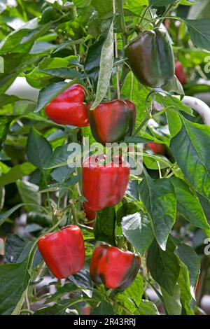 Pepe dolce (Capsicum annuum), serra Foto Stock