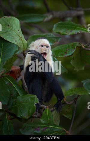 Cappuccino dalla testa bianca, imitatore Cebus, scimmia nera seduta su un ramo di albero nella foresta tropicale scura. Fauna selvatica di Costa Rica. Vacanze di viaggio in cent Foto Stock