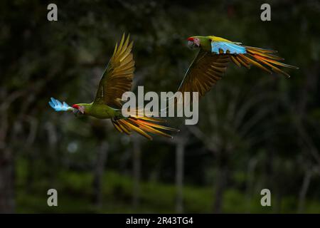 Grande macaw verde, Ara ambiguus, conosciuto anche come macaw di Buffon. Selvatico uccello della foresta tropicale, che vola con ali distese contro la vegetazione verde. Grande Foto Stock