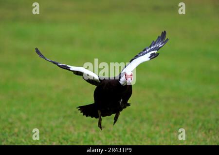 Anatra di Muscovy (Cairina moschata), volo adulto, Miami, Florida, Nord America, STATI UNITI Foto Stock