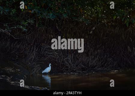 Uccello in acqua con l'albero di manfrova. Erone bianco Snowy Egret, Egretta thula, in piedi nel fiume, Ría Celestun, Yucatan in Messico. Bella sera li Foto Stock