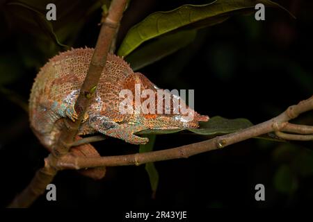 Calumma cripticum, camaleonte blu, seduto sul ramo dell'albero nell'habitat naturale, Ranomafana NP. Lizard endemica dal Madagascar. Chameleon i Foto Stock