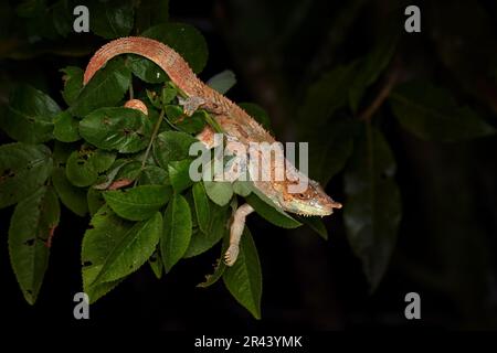 Chameleon dal Madagascar. Calumma cripticum, camaleonte blu, seduto sul ramo dell'albero nell'habitat naturale, Ranomafana NP. Lizard endemica f Foto Stock