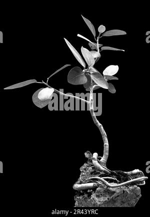 Albero di Banyan bianco e nero in bonsai, Tamil Nadu, India del Sud, India, Asia Foto Stock