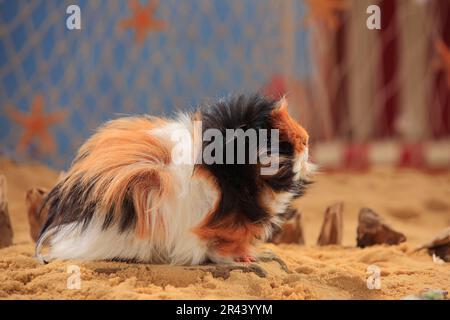 Cavia Angora, tortie-bianco Foto Stock