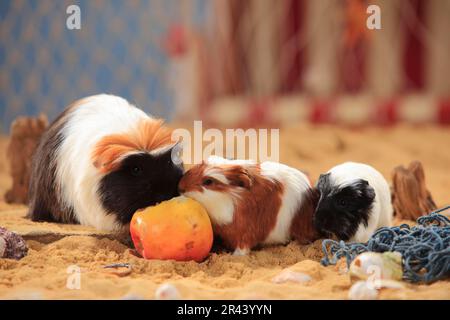 Cavie di coronet, tortie-bianco, femmine e gattini, mangiare mela Foto Stock