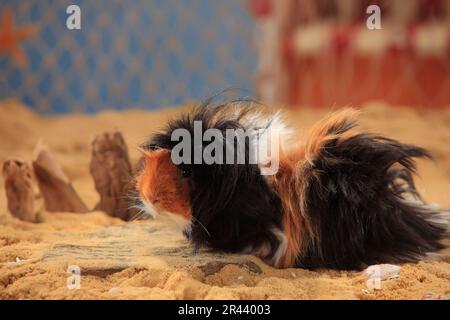 Cavia Angora, tortie-bianco Foto Stock