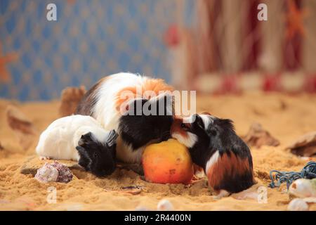 Cavie di coronet, tortie-bianco, femmine e gattini, mangiare mela Foto Stock