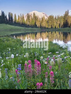 Monte Rainier dal lago di Tipsoo con fiori selvatici in primo piano Foto Stock