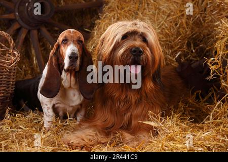 Briard e Basset Hound, Berger de Brie Foto Stock