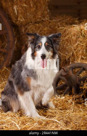 Pastore Australiano, femmina, blu-merle, zampa sollevata Foto Stock