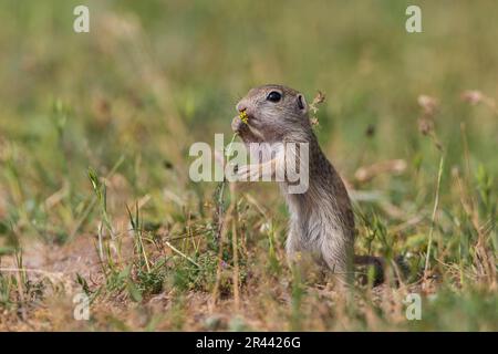 Souslik europeo (Spermophilus citellus), bulgaro/ Foto Stock