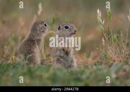 Souslik europeo (Spermophilus citellus), bulgaro/ Foto Stock
