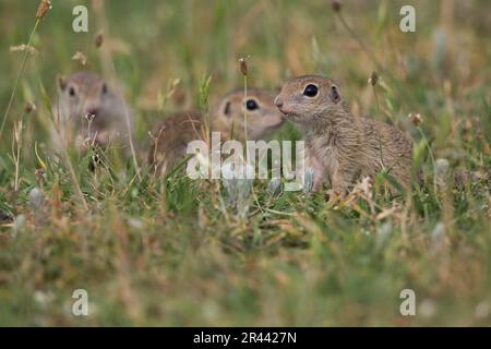Souslik europeo (Spermophilus citellus), bulgaro/ Foto Stock