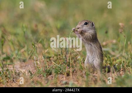 Souslik europeo (Spermophilus citellus), bulgaro/ Foto Stock