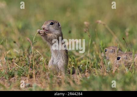 Souslik europeo (Spermophilus citellus), bulgaro/ Foto Stock
