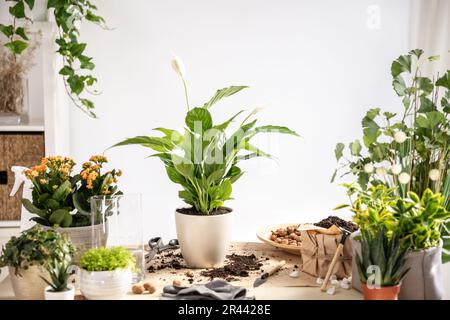 Spatiphylum in pentola, guanti, terreno, attrezzi da giardinaggio sul tavolo in camera Foto Stock