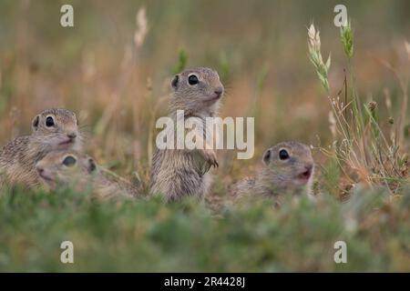 Souslik europeo (Spermophilus citellus), bulgaro/ Foto Stock