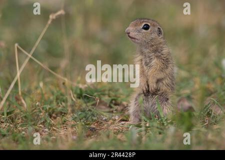 Souslik europeo (Spermophilus citellus), bulgaro/ Foto Stock