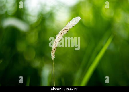 Saccharum spontanea è una specie di erba che cresce fiori bianchi. Si tratta di un'erba perenne, che cresce fino a tre metri di altezza, con rhizo spalmabile Foto Stock