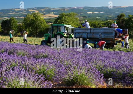 Vendemmia di lavanda, campo di lavanda, Provenza (Lavendula), Francia Foto Stock