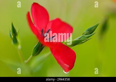 Lino a fiore rosso, Baden-Wuerttemberg (Linum grandiflorum rubrum), lino rosso, Germania Foto Stock