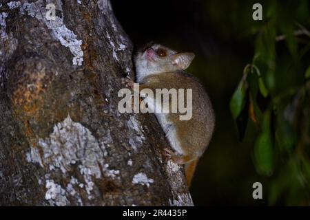 Lemure di topo grigio, Microcebus murinus, Kirindy Forest, animale endemico in Madagascar. Lemure notturno sull'albero, foresta nera scura. Limone grigio del topo con Foto Stock