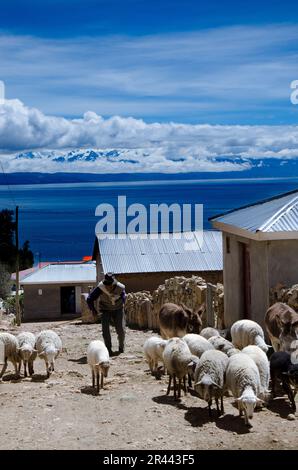 L'anziano nativo mandria pecore su un'isola panoramica nel lago Titicaca Foto Stock