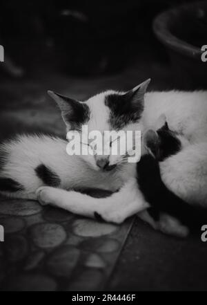 Carino gattino che dorme tra le braccia della madre Foto Stock