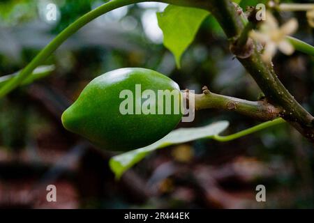 frutti di papaya selvatiche verdi nella giungla Foto Stock