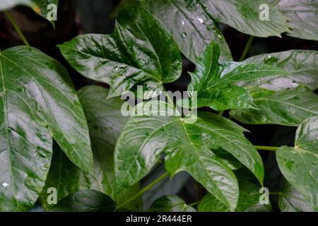frutti di papaya selvatiche verdi nella giungla Foto Stock