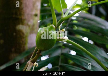 frutti di papaya selvatiche verdi nella giungla Foto Stock