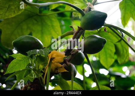 frutti di papaya selvatiche verdi nella giungla Foto Stock