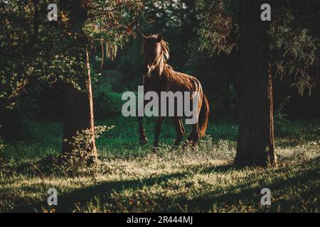 Cavallo nella foresta al tramonto Foto Stock