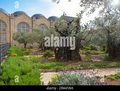 Giardino di Getsemani, Monte degli Ulivi, Gerusalemme Israele. Biblico p Foto Stock