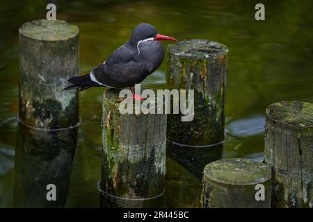 Nero Inca Tern con fattura rossa, Perù. Inca Tern, Larosterna inca, uccello sul ramo dell'albero sulla costa peruviana. Uccelli nella natura habitat della foresta marina. Wil Foto Stock