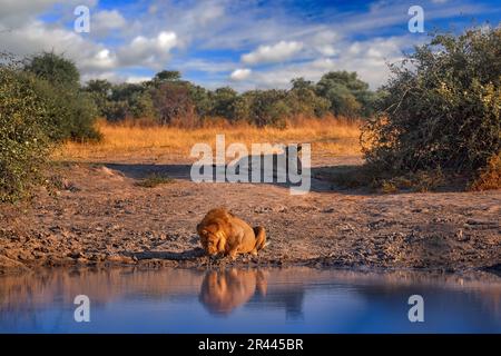 Acqua delle bevande dei leoni, paesaggio savuti con acqua e cielo blu e nuvole bianche, Chobe NP in Botswana. Stagione calda in Africa. Leone africano, maschio. Botswana Foto Stock