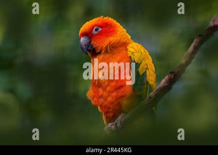 Sole parakeet o sole conure, Aratinga solstitialis, pappagallo nativo del Nord-Est del Sud America. Pappagallo rosso arancio nella vegetazione verde della foresta, Vene Foto Stock