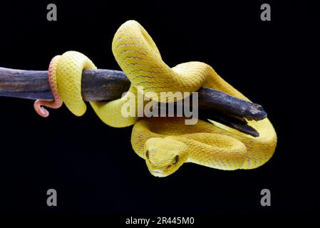 Vipera di buca gialla con bordo bianco su sfondo nero Foto Stock