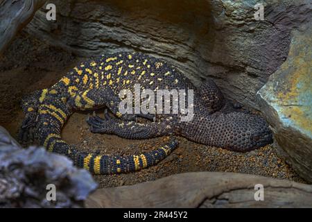 Lucertola con perline, Heloderma horridum, lucertola avvelenata nell'habitat roccioso, Colima in Messico. Giallo grigio, lucertola dell'America Centrale. Grande rettile nel s Foto Stock