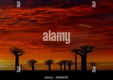 Madagascar, tramonto rosso baobato. Vicolo del paesaggio baobab dal Madagascar. Luogo tipico più famoso l'allée des baobab, strada di ghiaia con giorno di sole Foto Stock