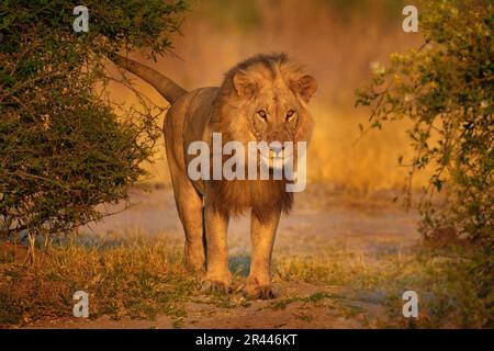 Tramonto dei leoni, Savuti, Chobe NP in Botswana. Stagione calda in Africa. Leone africano, maschio. Fauna selvatica del Botswana. Giovane maschio vicino al buco d'acqua. Foto Stock