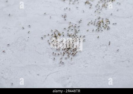 Gruppo di formiche nere che spostano le loro uova, animali animali animali animali insetti fauna Foto Stock