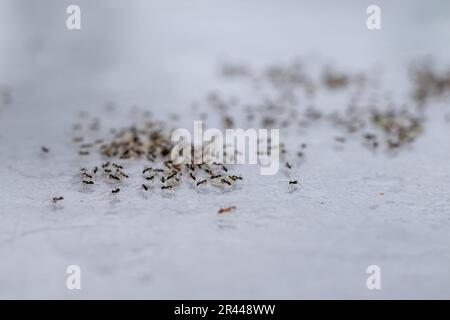 Gruppo di formiche nere che spostano le loro uova, animali animali animali animali insetti fauna Foto Stock