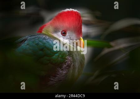 Turaco rosso-crestato, Tauraco eritrolofo, turaco, uccello endemico dell'Angola occidentale. Raro uccello verde con testa rossa, nell'habitat naturale, seduto sul Th Foto Stock